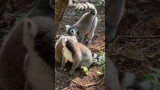 Ring Tailed Lemur pet cute pets [upl. by Adriaens]