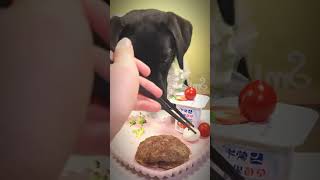 Dog eating food shortvideo pets asmr puppy dog dogeating [upl. by Rodrick]