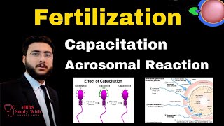 Fertilization Capacitation Acrosomal Reaction Definition Meaning amp Examples [upl. by Artkele]