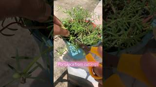 Grow Portulaca from cuttings portulaca portulacaflower growfromcutting gardening [upl. by Einhpets]