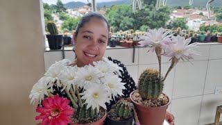 Conheça as flores do nossos CACTOS ECHINOPSIS OXYGONA cactos cactocomflor [upl. by Refinej]