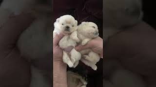 pekingese dog puppies newborn babies [upl. by Judus]