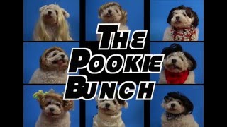 The Pookie Bunch The Brady Bunch Opening Theme Parody [upl. by Clovah450]