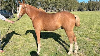 CABALLO ALAZAN DE CAMPO MANSO Y JOVEN 2400000 LOSEQUINOSCOM [upl. by Stern203]