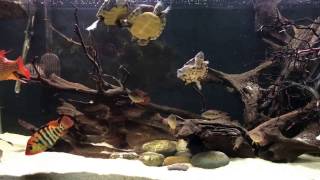 Festaes aka red terror cichlids and turtles in the 150 gallons [upl. by Gans]