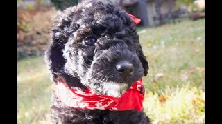 Temperament Testing for Hildegarde – Female Black Moyen Poodle Puppy  Funny Farm Poodles amp Doodles [upl. by Ratna]