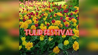 Tulip Festival  St Petersburg [upl. by Selry42]