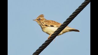 Woodlark Cavenham Heath Suffolk 19924 [upl. by Rubin]