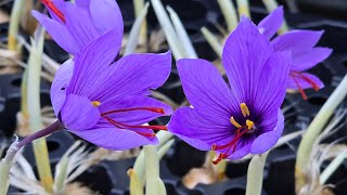 Growing Saffron Indoors  Clusters of FlowersCrocus sativus [upl. by Aikimat]