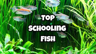 Top 10 Medium Sized Schooling Fish You Should Know 🐟 [upl. by Nnylarak]