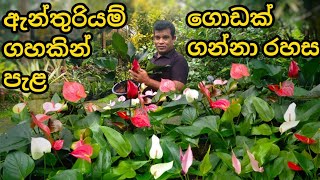 ඇන්තුරියම් ගහක් කපන නියම විදිහඇන්තුරියම්Anthuriumanthuriyam wagawahow to cut anthurium plant [upl. by Nort]