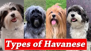 Different Markings And Types of Havanese Dogs  Types of Havanese Colors [upl. by Derreg]