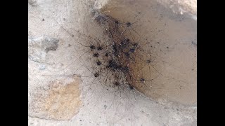 A September survey for Harvestmen on the walls of Worksop Priory [upl. by Jentoft753]