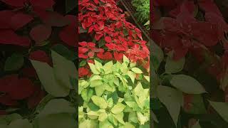 Poinsettia Plant  how to grow Poinsettia Plant  red or green colour Poinsettia Plant [upl. by Retsub]