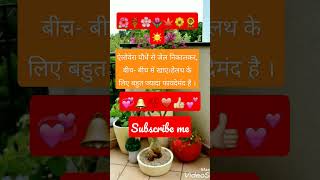 एलाेवेरा फायदें। aloe vera ke fayde YouTubeshorts viralvideogardening [upl. by Noevad802]