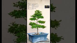 SN49 bonsai pruning wiring Carmona RetusaFukien TeaBoxwood shorts [upl. by Strong]