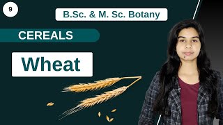 Economic Botany  CEREALS  WHEAT  B Sc amp M Sc [upl. by Sinegold]