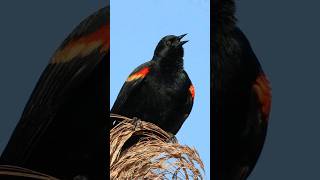 Hear the RedWinged Blackbird Calling Sounds [upl. by Anolla975]