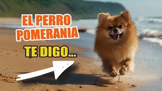 El Perro POMERANIA 🐶👇 ¿Qué Hay Que Saber De Los Pomeranias [upl. by Yrellav]