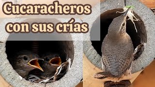 Cucarachero común con sus crías Troglodytes aedon [upl. by Ayrad356]