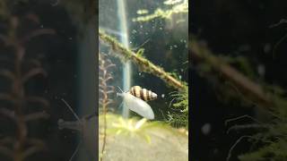 Anentome helenaassassin snail babylandsnail snailaquariumaquascapefish plantsnatureshuker [upl. by Nedyah981]