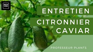 COMMENT CULTIVER LE CITRON CAVIAR [upl. by Divadleahcim]