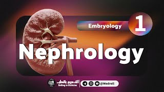 Renal Embryology Key Embryological Derivatives Explained  Medroll ft Dr TBSTB [upl. by Canon]