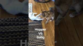 Hopper Vs Baby … Who will be the winner [upl. by Jaquenetta511]