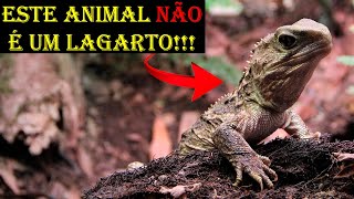 TUDO sobre o TUATARA fóssil vivo [upl. by Summers]