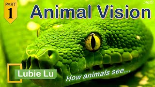 ANIMAL VISION  The Look through Animal eyes  Case Study Part 1 [upl. by O'Connor]