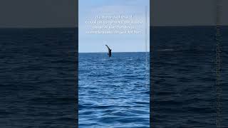 These Dolphins Make Flipping 20 ft in the Air Look Effortless [upl. by Aloisia]