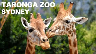 Taronga Zoo Sydney  Australia  Travel Vlog 4K [upl. by Morrill]