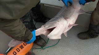 Oklahoma Paddlefish Research [upl. by Sevein]