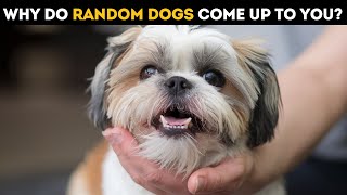 Why Do Random Dogs Approach You Scientists Reveal the Secret [upl. by Lothar]