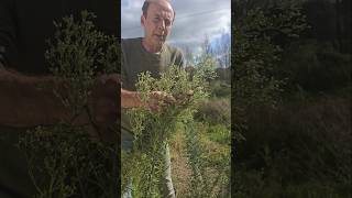 Invasive Guernsey Fleabane conyza canariensis invasivespecies gardening permaculture herbs [upl. by Ert297]