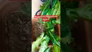 నీ తల్లినీ చెల్లినీ భార్యనీ కూతురినిSD vlogs and sd plantssubscribeyoutubeshortslikecomment [upl. by Lap]