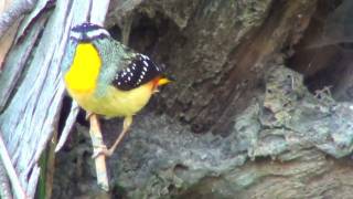 Australian Bird  Spotted Pardalote [upl. by Asiuol]