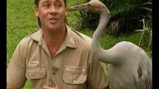 Steve Irwins Wildest Animal Encounters Part 2 [upl. by Gensler]