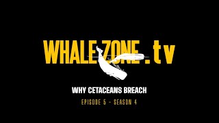 WHY DO CETACEANS BREACH  WHALEZONETV S4E5 [upl. by Amla]