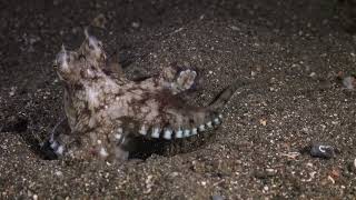 MimicOctopusshorts CamouflageSecretsChromatophoresMarineAdaptationOceanScience [upl. by Gorman]