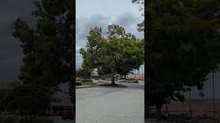 Beautiful Trees in 26 Mph Winds at Waterford Lakes Town Center Orlando Florida [upl. by Aisayt]