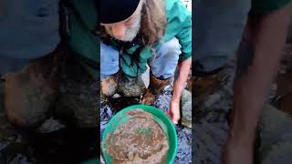 Running the over burden through the sluice box goldmining goldpanning goldprospecting [upl. by Obrien]