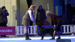 Dogs4All 2016  Best in show valp [upl. by Leahcimnoj]