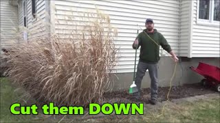 How to Cut Down Large Ornamental Grasses by Yourself [upl. by Treat]