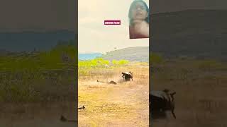 so amazing very rare fight of lions wildlife cowboys nature short feed animals tiger wild [upl. by Tracy]