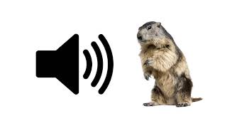 Beaver Sounds  Sound Effect  ProSounds [upl. by Assenad]