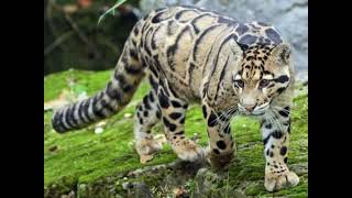 Clouded Leopard Sound Effects 🐆 🔊 [upl. by Suchta151]