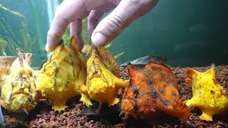 Ikan kodok frogfish antennarius biocellatus angler fish brackish [upl. by Qifar]