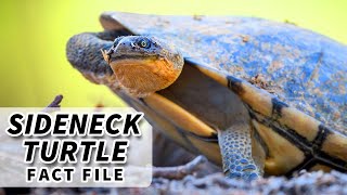 Sideneck Turtle Facts the SNAKE NECK Turtle  Animal Fact Files [upl. by Aneral]