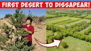 How This Woman Totally Reversed Chinas Desert  From Sand Dunes To Green Forests [upl. by Madaih]